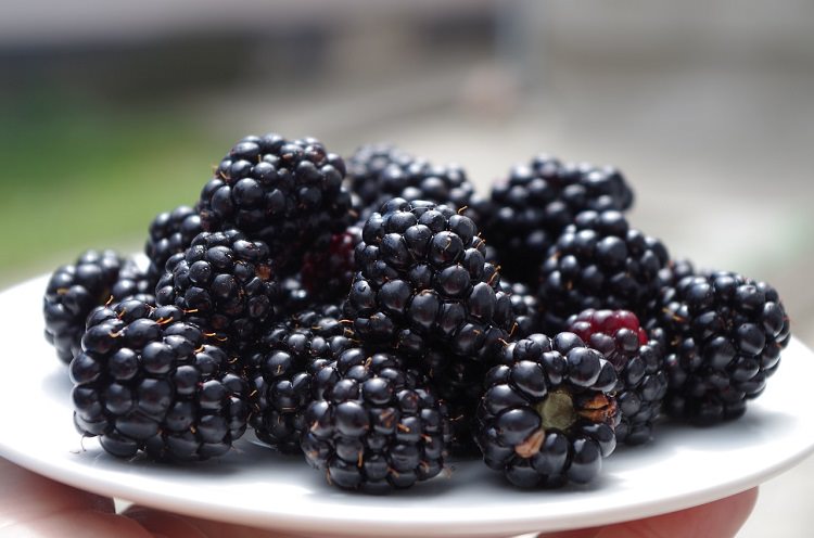 Keto friendly blackberries